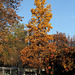 Herbstfarben in der Wilhelma