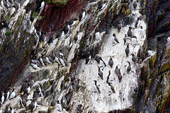 Lots and lots of Guillemots