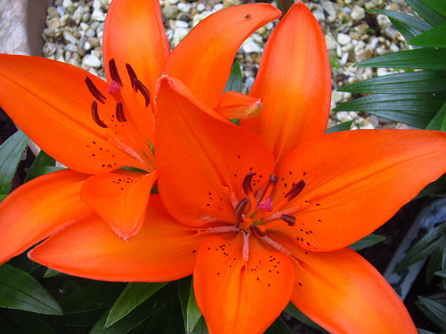 Gorgeous orange lilies