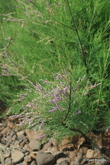 20081119-0028 Tamarix ericoides Rottler & Willd.
