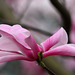 Magnolienblüte (Wilhelma)