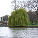St. James's Park: sagging tree