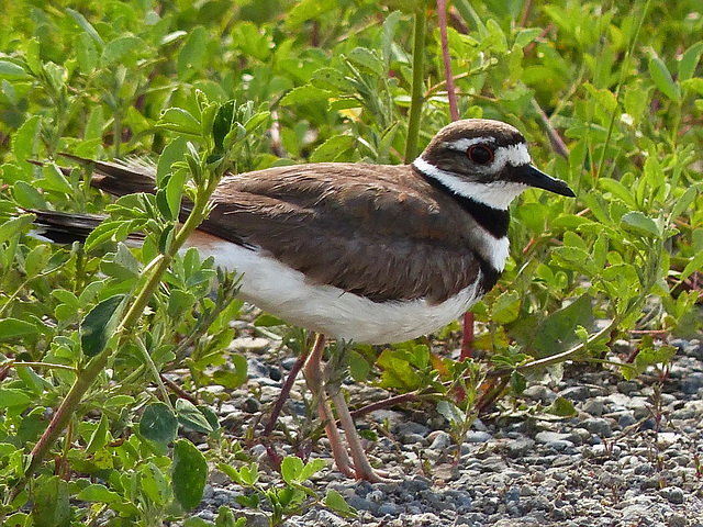 Killdeer