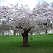 St. James's Park - A tree in blossom