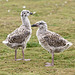 A Pair of Gull chicks