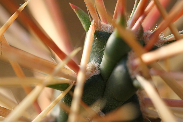 Kaktus (Wilhelma)