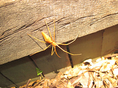 Spider in ferns 0113 006