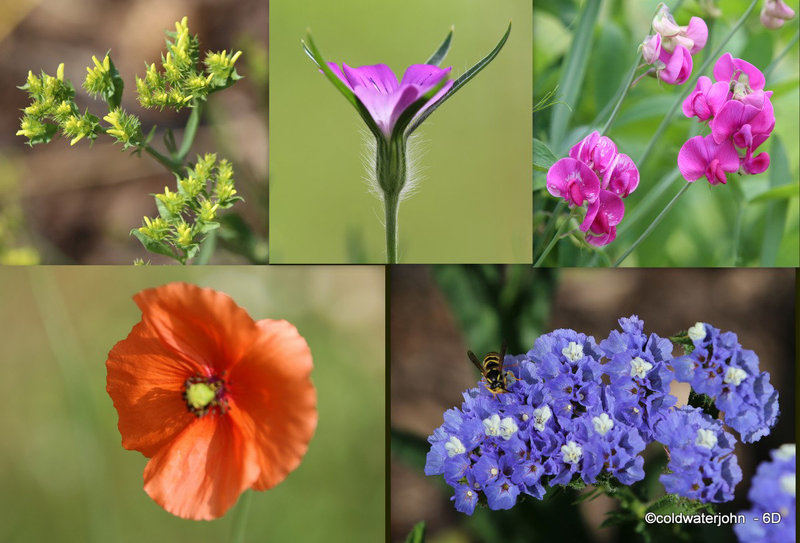 What's flowering in your garden this morning?