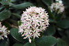 Blüte am Jadestrauch (Wilhelma)