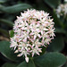 Blüte am Jadestrauch (Wilhelma)