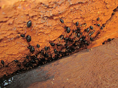 Sugar_ants shelter 201301 003