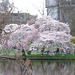 St. James's Park: sea of blossoms