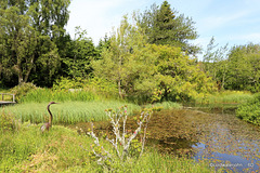 The Pond Garden Heron