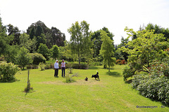 The Dogs enjoying the garden