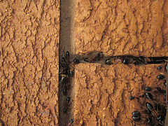 Sugar_ants shelter 201301 005