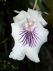 Orchidee (Wilhelma)