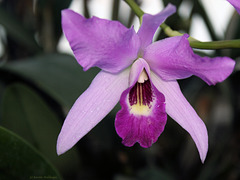 Orchidee - Cattleya lueddemanniana (Wilhelma)
