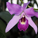 Orchidee - Cattleya lueddemanniana (Wilhelma)
