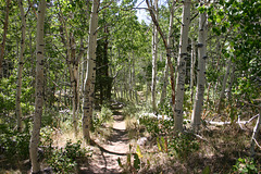 Trail to Barney Lake