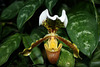Orchidee - Paphiopedilum insigne (Wilhelma)
