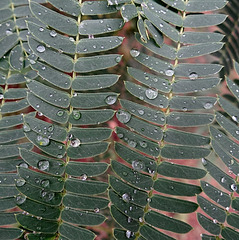 Raindrops on Acacia leaves