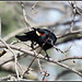 Red winged black bird