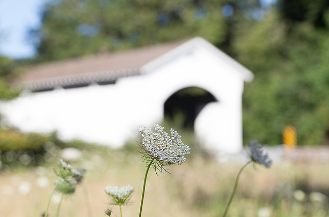 193/365: "The biggest emotion in creation is the bridge to optimism." ~ Brian May