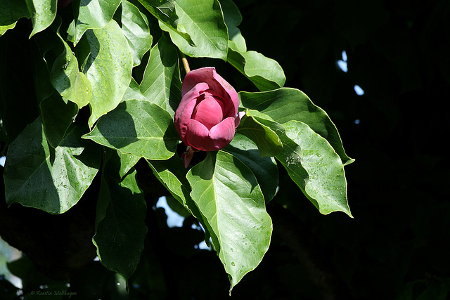 Magnolienblüte (Wilhelma)