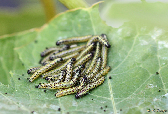 Patio Life: Large White Caterpillars