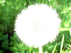Blowball - deliberately overexposed
