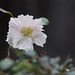 Dickstengelblüte (Wilhelma)