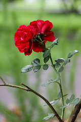 Rose (Wilhelma)