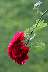 Rose im Regen (Wilhelma)