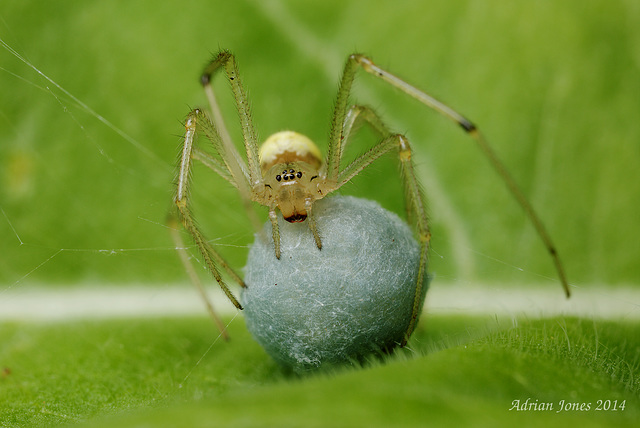 Spider with egg sack