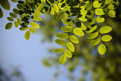 10 Week Picture Projects: TREES, Week 2--Green Leaves: Glowing Leaves