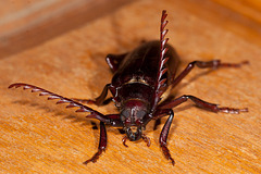 The Enormous Prionus Root Borer Beetle!