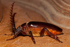 Side View of a Prionus Root Borer Beetle