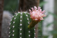 Kaktusblüte (Wilhelma)