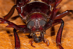 Prionus Root Borer Beetle Portrait
