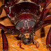 Prionus Root Borer Beetle Portrait