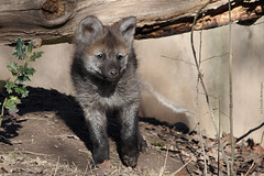 Junger Mähnenwolf (Wilhelma)