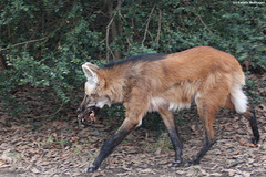 Mähnenwolf (Wilhelma)