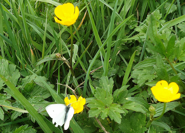White Butterfly on Buttercup