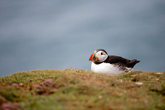 Puffin at rest.