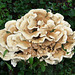 Wild Fungus in Woodlawn Cemetery, August 2008