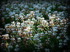 White clovers