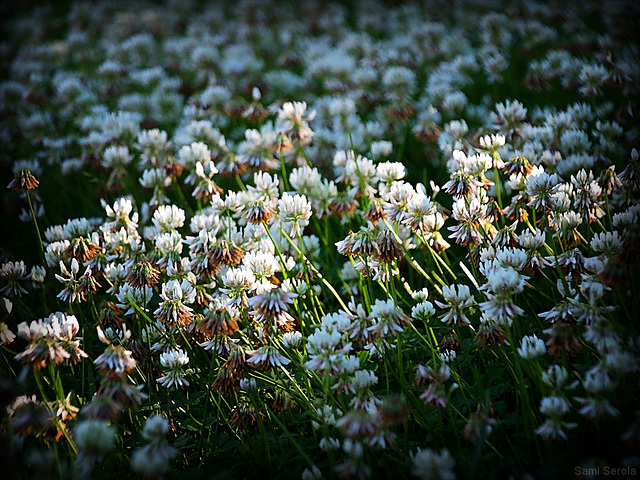 White clovers White clovers