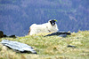 Isle of Man 2013 – Sheep at the top of Snaefell mountain