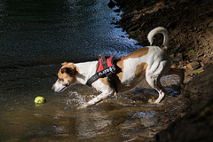Jack Russell Terrier Rico DSC02324.jpg