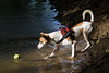 Jack Russell Terrier Rico DSC02323.jpg